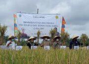 Padi Tahan La Nina Dikembangkan Balitbangtan dan DKP3 Kota Tasik di Mangkubumi