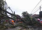 Pohon di Kota Tasik ‘Rungkad’ Saat Hujan Disertai Angin Kencang