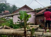 Diterpa Hujan dan Angin; Reklame “Doyong”, Pohon “Rungkad”