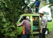 Sebuah Pohon Tumbang di Taman Singaparna, Timpa Tiga Mobil