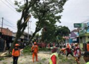 Tim Gabungan Urus Pohon Tua Kota Tasikmalaya