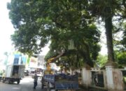 Pohon di Alun-Alun Singaparna Dipangkas Dishub