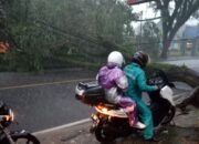 Pohon ‘Rungkad’ di Alun-Alun Indihiang