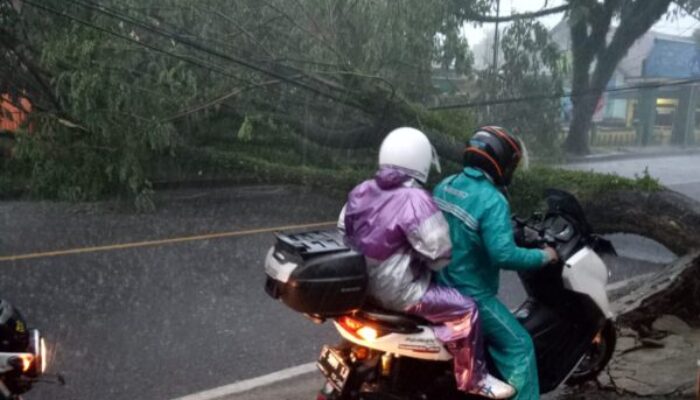 Pohon ‘Rungkad’ di Alun-Alun Indihiang