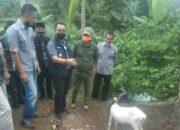 Domba Garut Cigalontang Berkembang