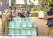 Kontes Ikan Channa Diikuti Ribuan Peserta