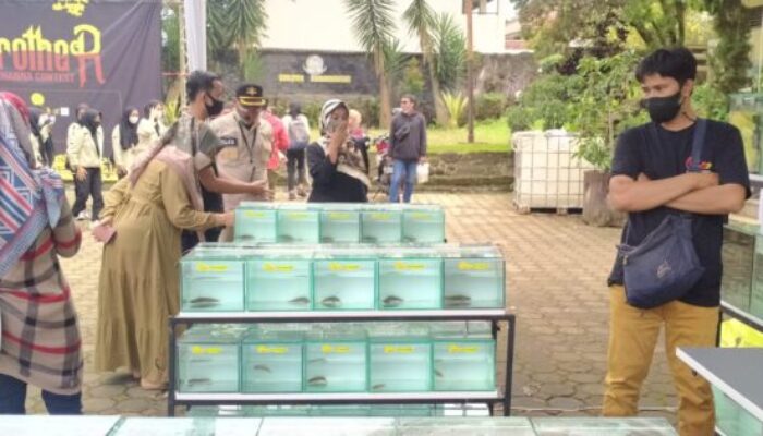 Kontes Ikan Channa Diikuti Ribuan Peserta
