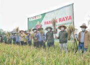 Panen Raya Padi di Rancasari Menggembirakan, Ketahanan Pangan di Kota Bandung Terwujud