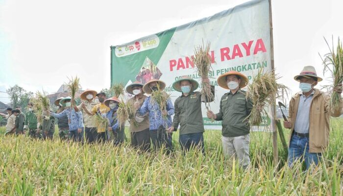 Panen Raya Padi di Rancasari Menggembirakan, Ketahanan Pangan di Kota Bandung Terwujud