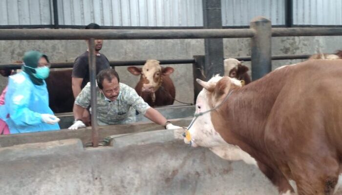 DPKPP Kabupaten Tasik Terus Periksa Kesehatan Sapi Peternak