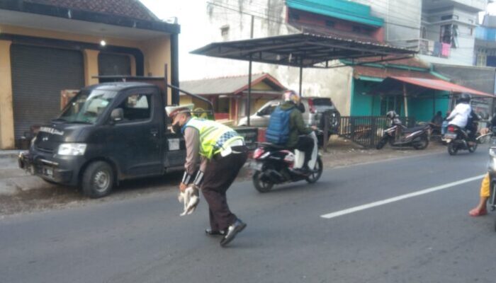 Anggota Satlantas Nyaris Tertabrak Elf Saat Selamatkan Kucing Nyebrang Jalan