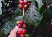 10 Kopi Terbaik di Jabar Ikut Pameran World of Coffee di Milan Italia