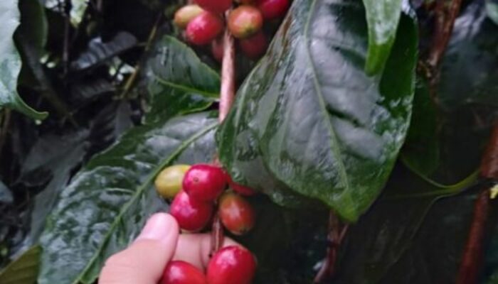 10 Kopi Terbaik di Jabar Ikut Pameran World of Coffee di Milan Italia