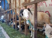 Hewan Kurban Ada di Bandung, Wajib Diperiksa