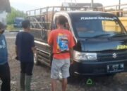 Kadis Pertanian: PMK Berkah Bagi Peternak Lokal