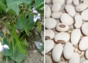 Kacang Koro, Pengganti Kedelai Bikin Tahu Tempe
