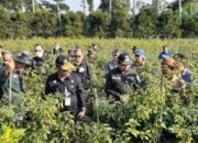 Mentan Bareng Bupati Dony Panen Cabai di Pamulihan
