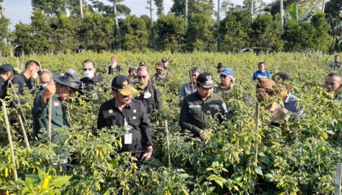 Mentan Bareng Bupati Dony Panen Cabai di Pamulihan