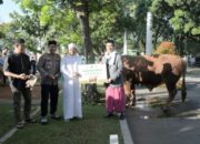 Uu Ruzhanul Titipkan Sapi Seberat 1 Ton ke Pengurus Masjid Agung Kota Bandung