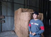 Sabut Kelapa Digunakan Kursi Pesawat dan Jok Mobil Mewah