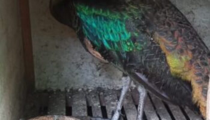 Merak Hijau Mengunjungi Kampung Nusantara