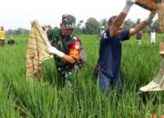 Mayat Perempuan Ditemukan di Sawah, Warga Bojongpicung Geger
