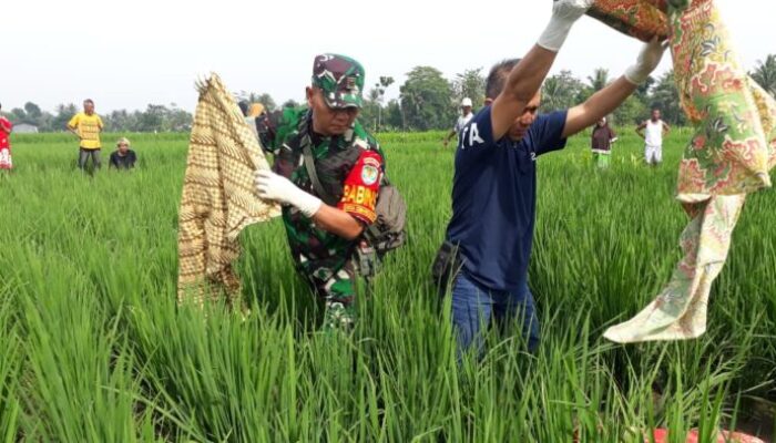 Mayat Perempuan Ditemukan di Sawah, Warga Bojongpicung Geger