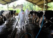 Petugas Vaksinasi PMK di Jabar Memadai