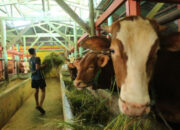 600 Ribu Ekor Hewan Ternak di Jabar, Ditargetkan Divaksin PMK