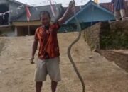 Pak RT di Cigalontang Tangkap King Kobra Sepanjang Dua Meter