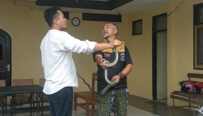 Ular Sowo Kopi Masuk Rumah di Mangkubumi