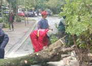 Antisipasi Pohon Tumbang di Kota Bandung, Begini Langkah DPKP3