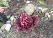 Bunga Bangkai Sejenis Suweg di Tamansari Tasik Jadi Tontonan Warga