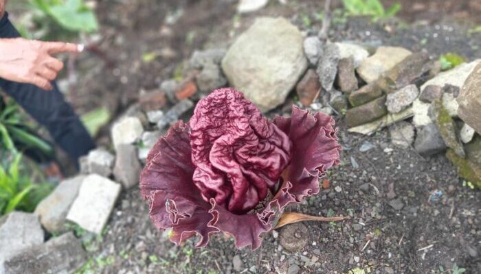 Bunga Bangkai Sejenis Suweg di Tamansari Tasik Jadi Tontonan Warga