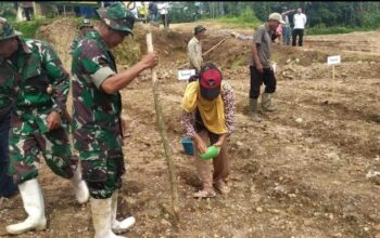 Petani di Conggeang Sumedang menanam jagung menggunakan pupuk organik Bios-44 DC inovasi TNI.