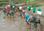 Petani di Rancakalong Didorong  TNI Tanam Padi Gunakan Pupuk Organik