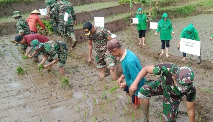 Petani di Rancakalong Didorong  TNI Tanam Padi Gunakan Pupuk Organik