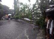 Pohon Rungkad Dekat STIMIK, Jalan RE Martadinata Kota Tasik Sempat Putus