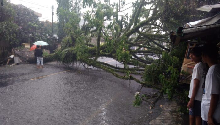 Pohon Rungkad Dekat STIMIK, Jalan RE Martadinata Kota Tasik Sempat Putus
