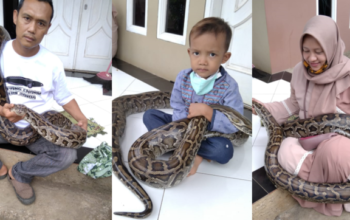 Bersahabat Dengan Ular