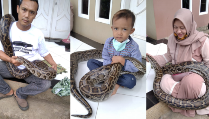 Puluhan Tahun Keluarga Tendi Bersahabat dengan Ular