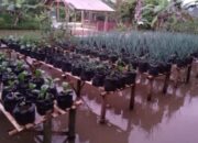 Cara Ketua RT Atasi Mahalnya Harga Sayuran, Ajak Warga Bercocok Tanam