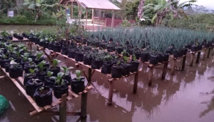 Cara Ketua RT Atasi Mahalnya Harga Sayuran, Ajak Warga Bercocok Tanam