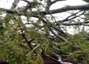 Tumbang! Hujan Deras, 6 Rumah Warga Cihanjuang Sumedang Tertimpa Pohon