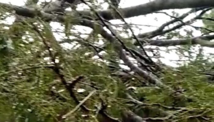 Tumbang! Hujan Deras, 6 Rumah Warga Cihanjuang Sumedang Tertimpa Pohon