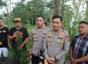 Tanaman Ganja Ditemukan di Kawasan Situ Cangkuang Garut, Diungkap Polisi