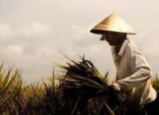 Petani Milenial Tanaman Hias di Lembang Bermasalah dengan Bank BJB, Begini Penyelesaiannya