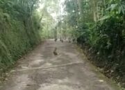 Segerombolan Monyet Hadang Warga di Salawu