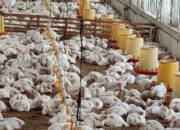 Belum Teridentifikasi Kasus Flu Burung, Tetap Giatkan Pencegahan