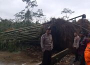 Akibat Puting Beliung, Rumah Rusak dan Kambing Mati Tertimpa Pohon